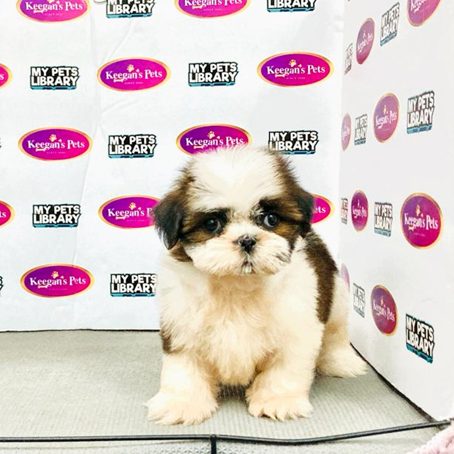Shih Tzu Puppy (Female) For Sale