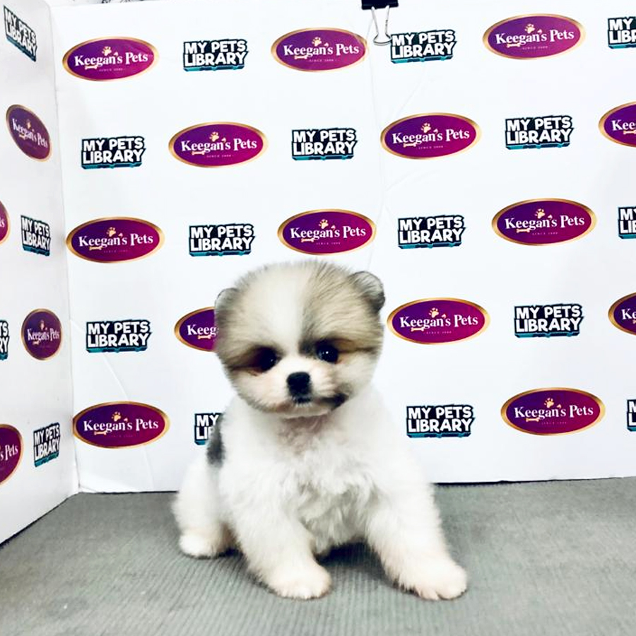 MKA Pomeranian Puppy (Male) For Sale