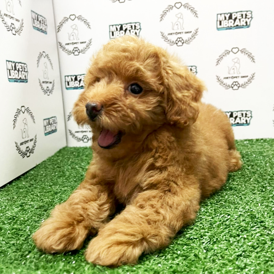Toy Poodle Puppy (Female) For Sale