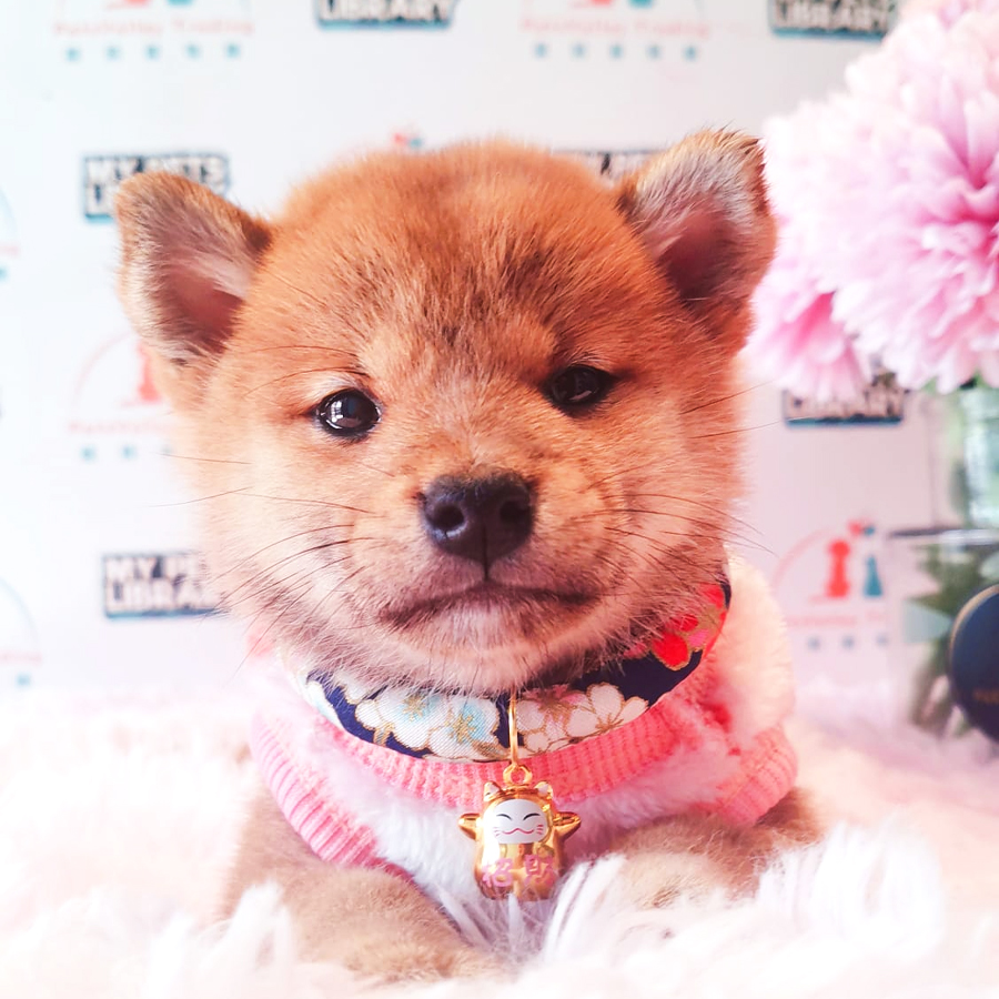 Shiba Inu Puppy (Female) For Sale