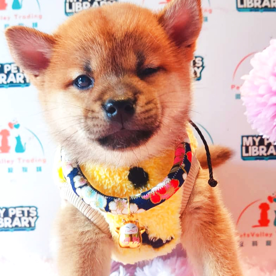 Shiba Inu Puppy (Female) For Sale