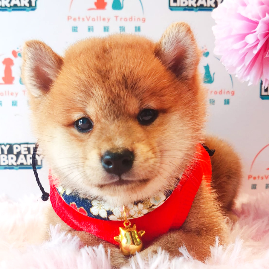 Shiba Inu Puppy (Female) For Sale