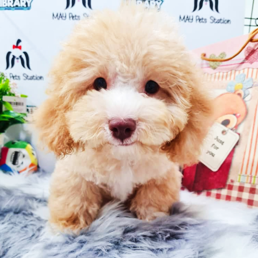 Toy Poodle Puppy (Male) For Sale