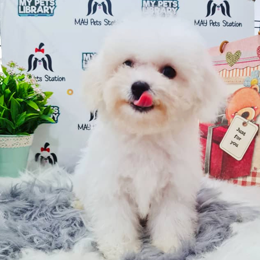 Bichon Frise Puppy (Female) For Sale