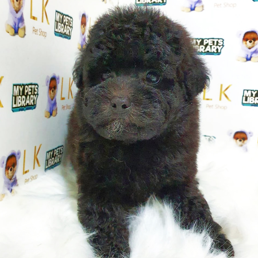 Toy Poodle Puppy (Male) For Sale
