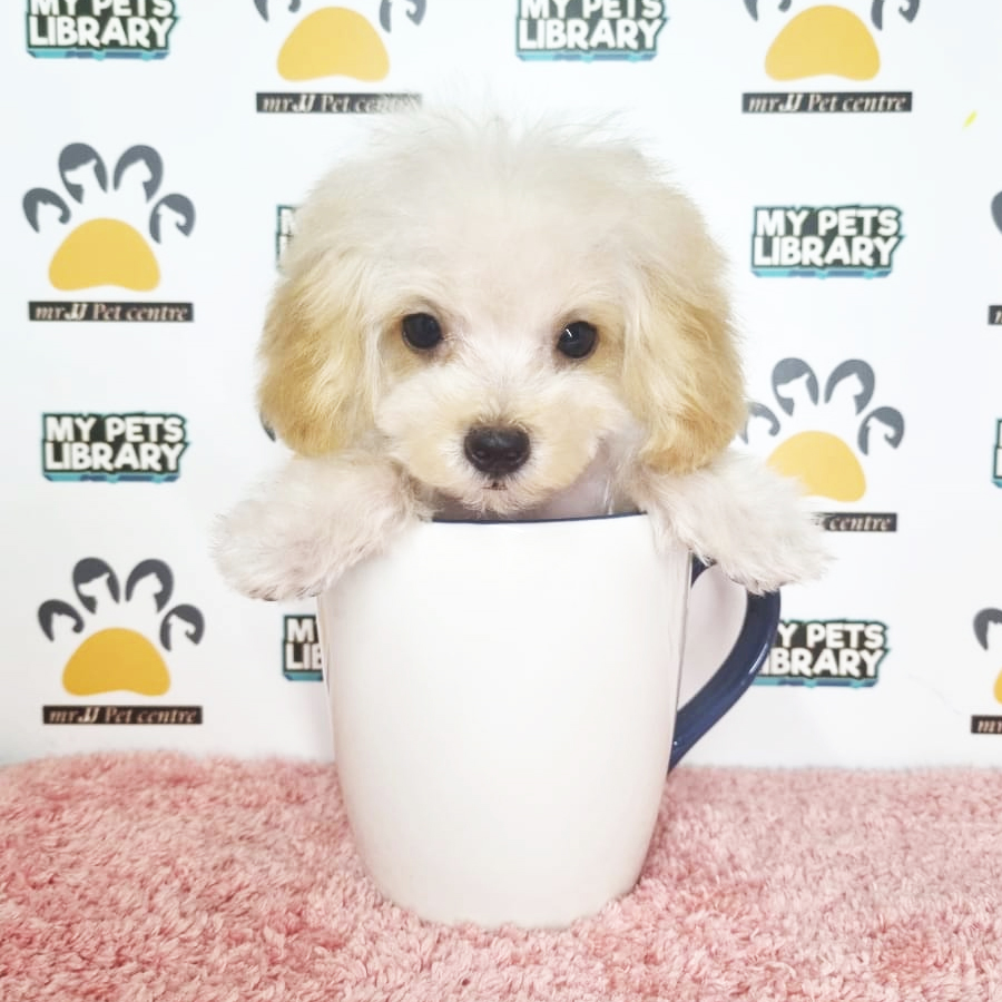 Teacup Poodle Puppy (Female) For Sale