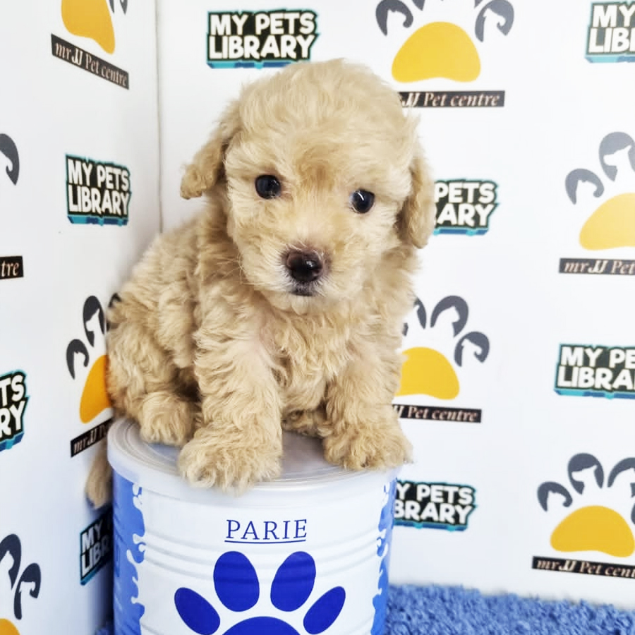 Toy Poodle Puppy (Male) For Sale
