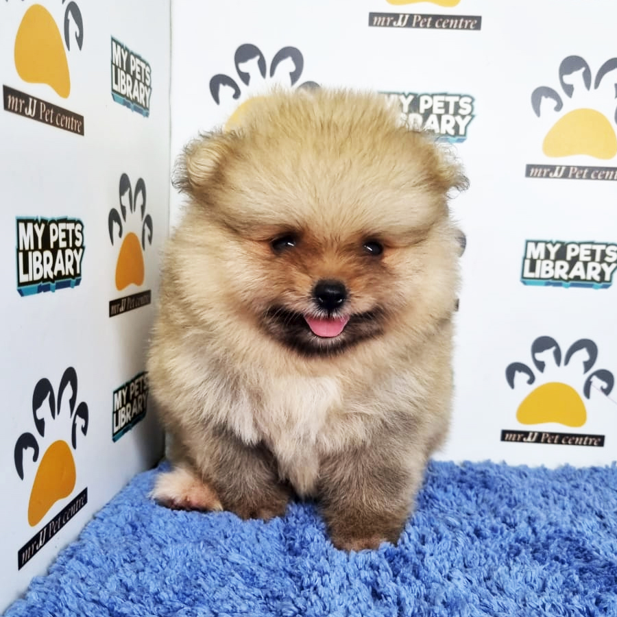 Pomeranian Puppy (Male) For Sale