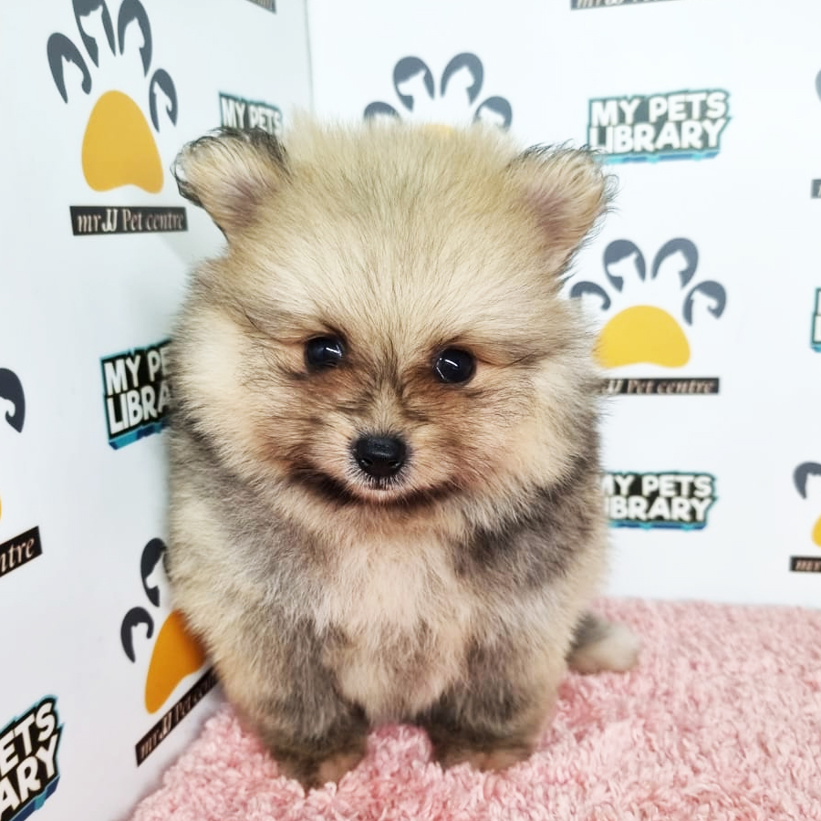 Pomeranian Puppy (Female) For Sale