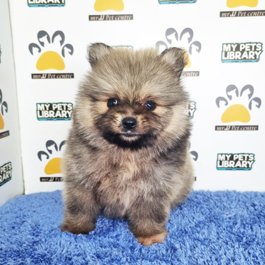 Pomeranian Puppy (Male) For Sale