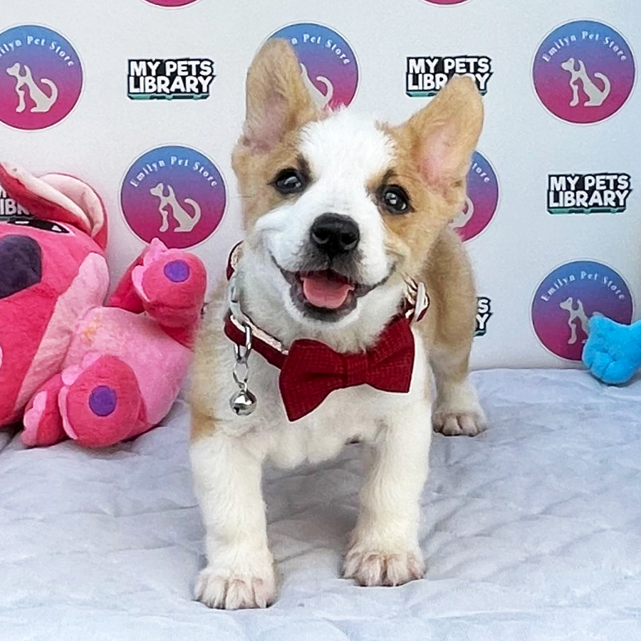 Welsh Corgi Puppy (Male) For Sale