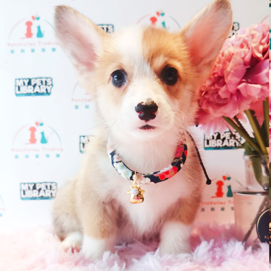 Welsh Corgi Puppy (Female) For Sale