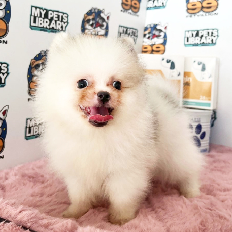 Tiny Pomeranian Puppy (Male) For Sale