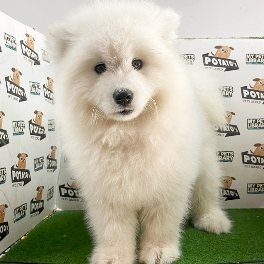 Samoyed Puppy (Female) For Sale