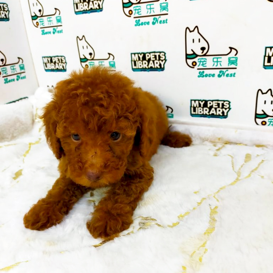 Toy Poodle Puppy (Male) For Sale