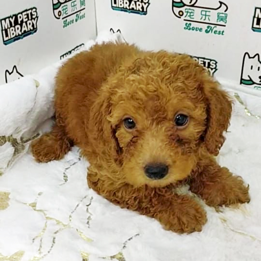 Toy Poodle Puppy (Female) For Sale