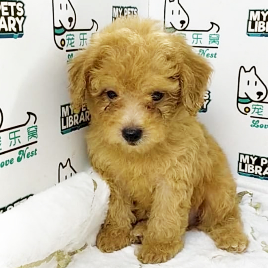 Toy Poodle Puppy (Male) For Sale