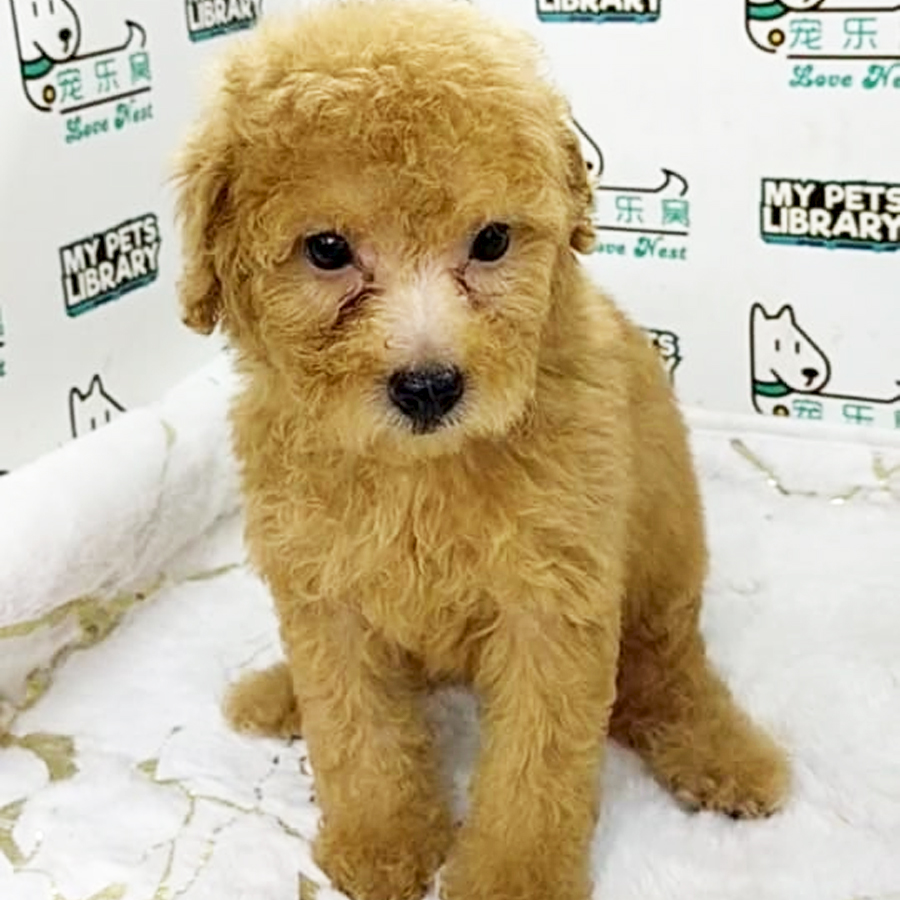 Toy Poodle Puppy (Female) For Sale