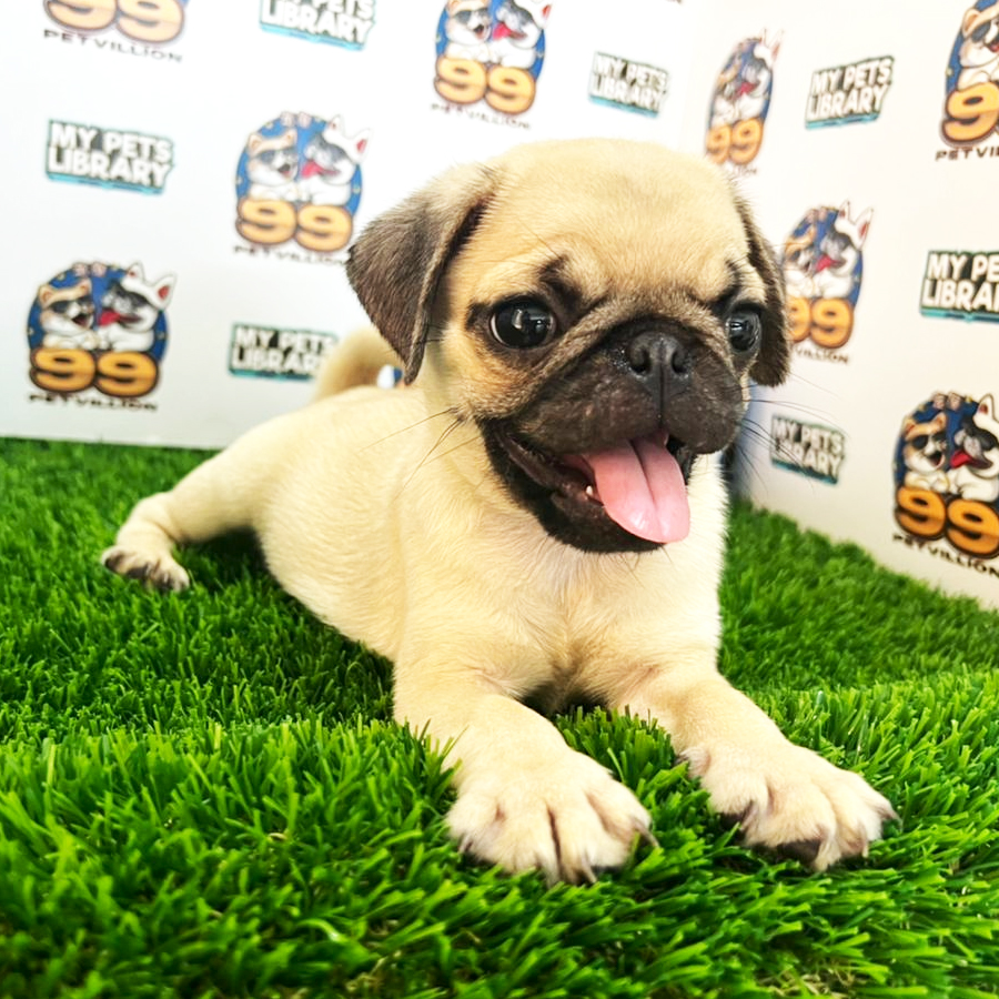 Pug Puppy (Male) For Sale