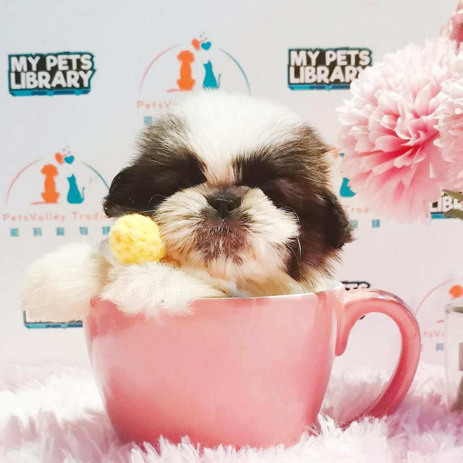 Shih Tzu Puppy (Female) For Sale