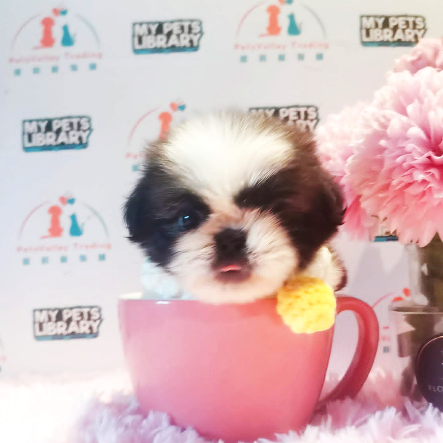Shih Tzu Puppy (Female) For Sale