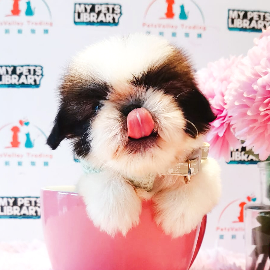 Shih Tzu Puppy (Male) For Sale