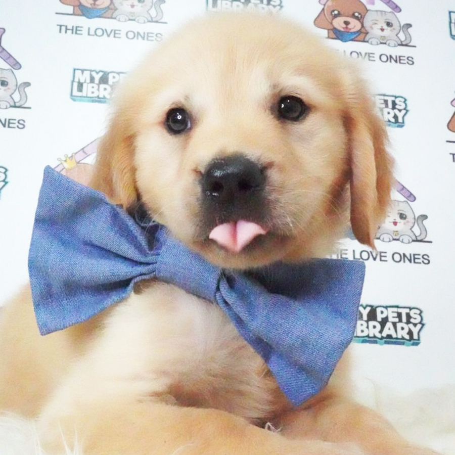Golden Retriever Puppy (Male) For Sale