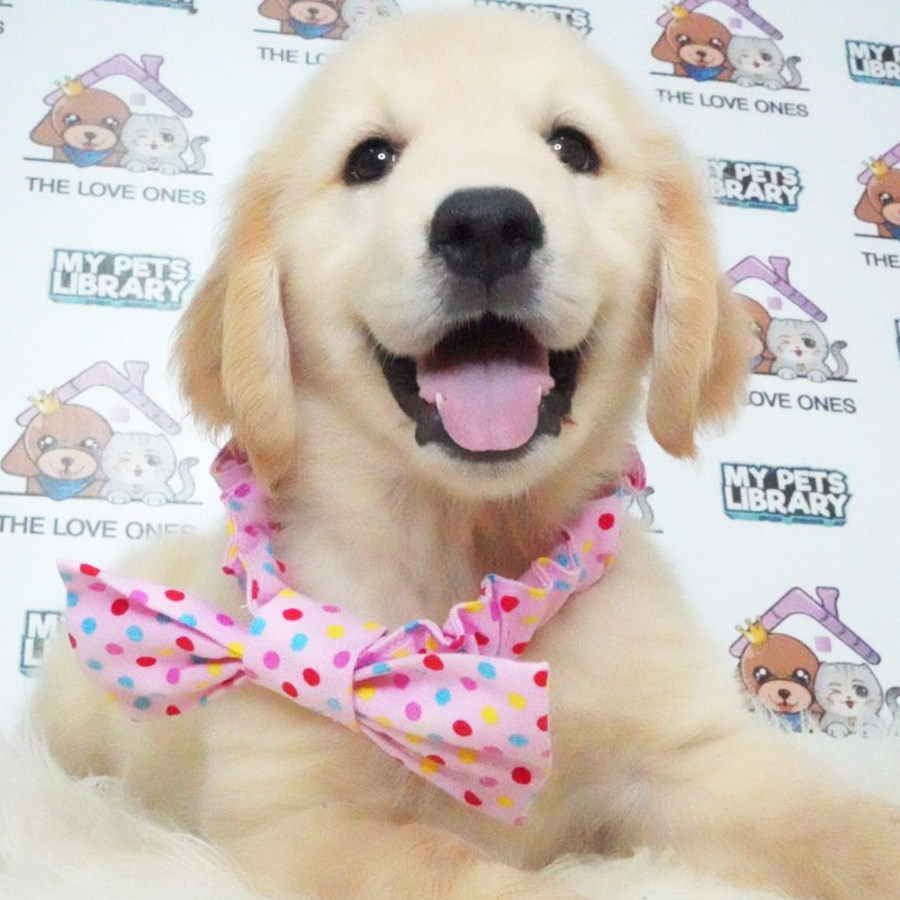 Golden Retriever Puppy (Female) For Sale