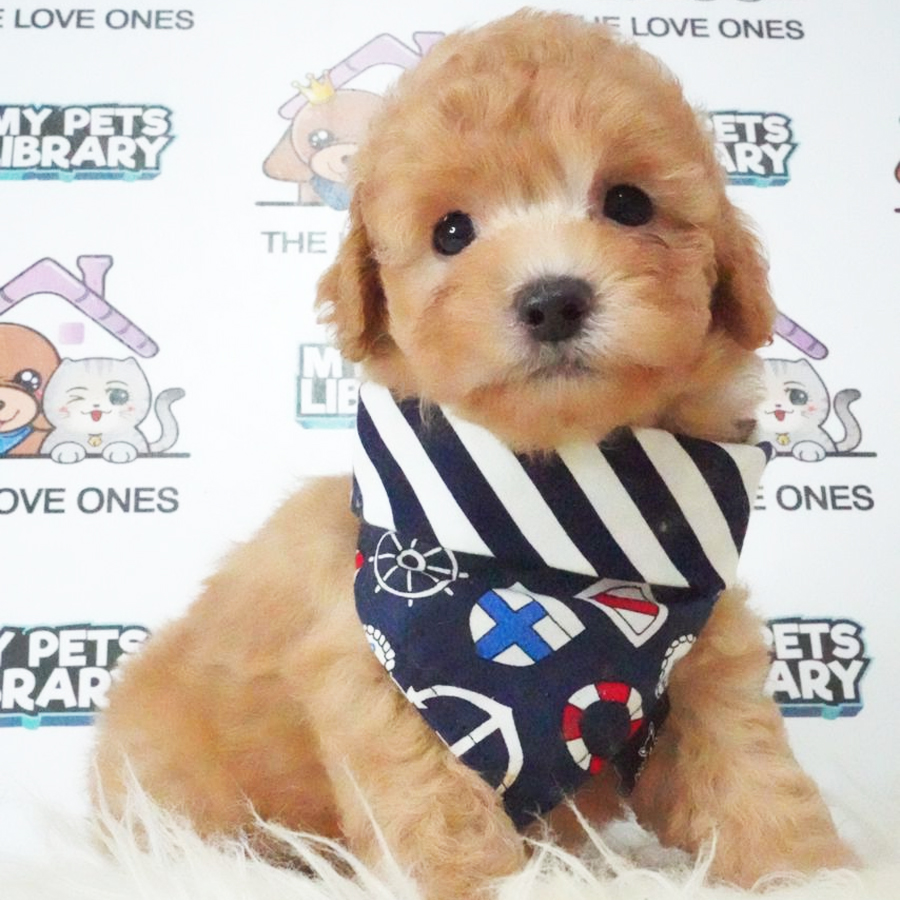 Tiny Poodle Puppy (Male) For Sale