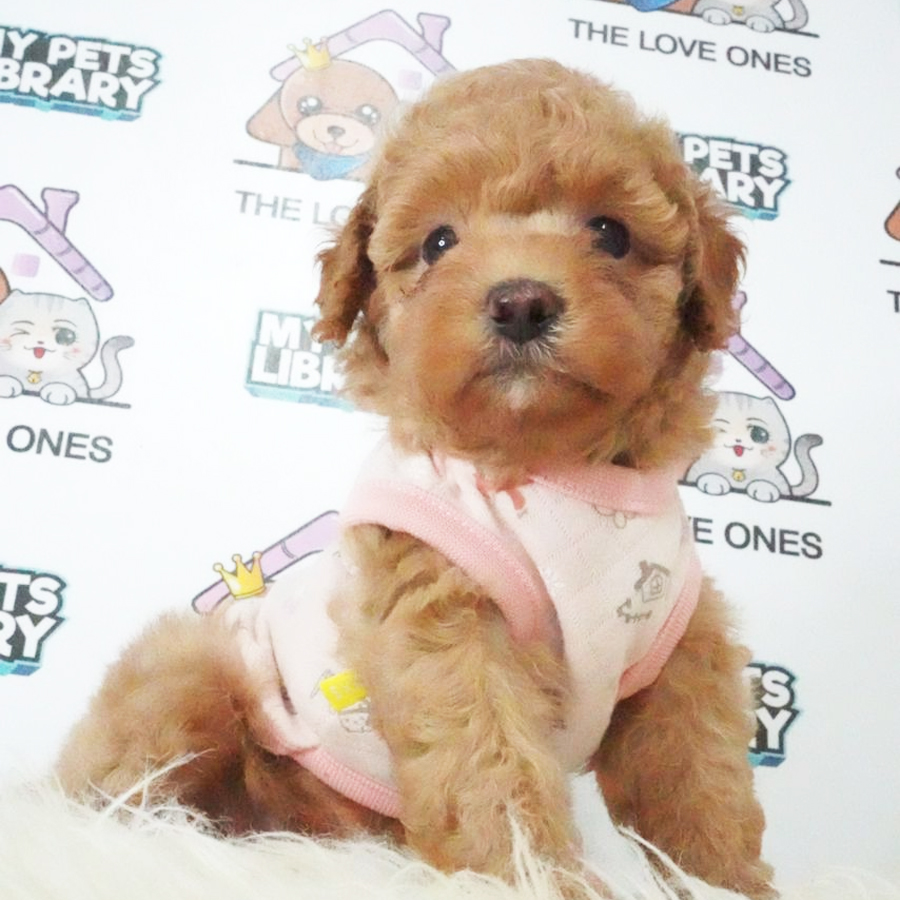 Tiny Poodle Puppy (Female) For Sale