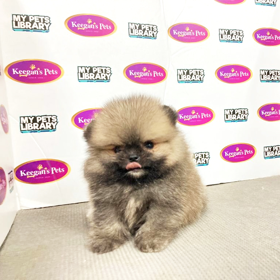 MKA Pomeranian Puppy (Male) For Sale