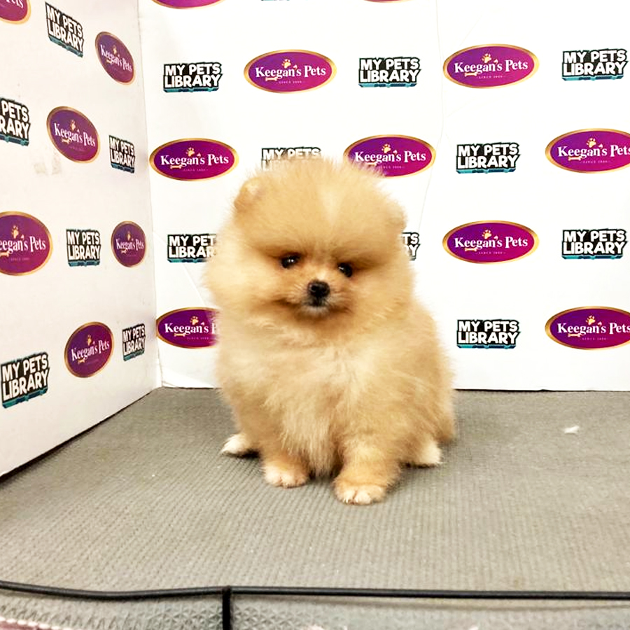 MKA Pomeranian Puppy (Female) For Sale