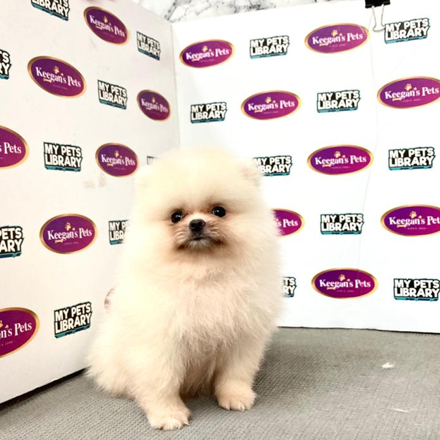 MKA Pomeranian Puppy (Female) For Sale