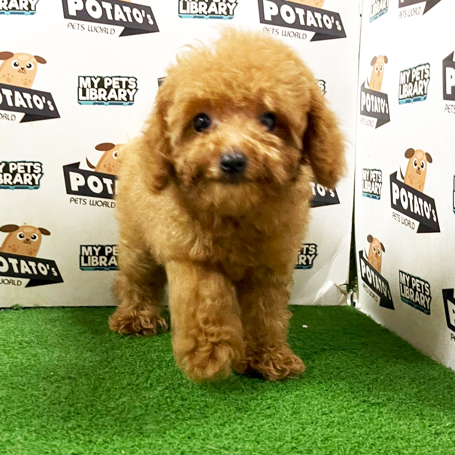 Toy Poodle Puppy (Female) For Sale