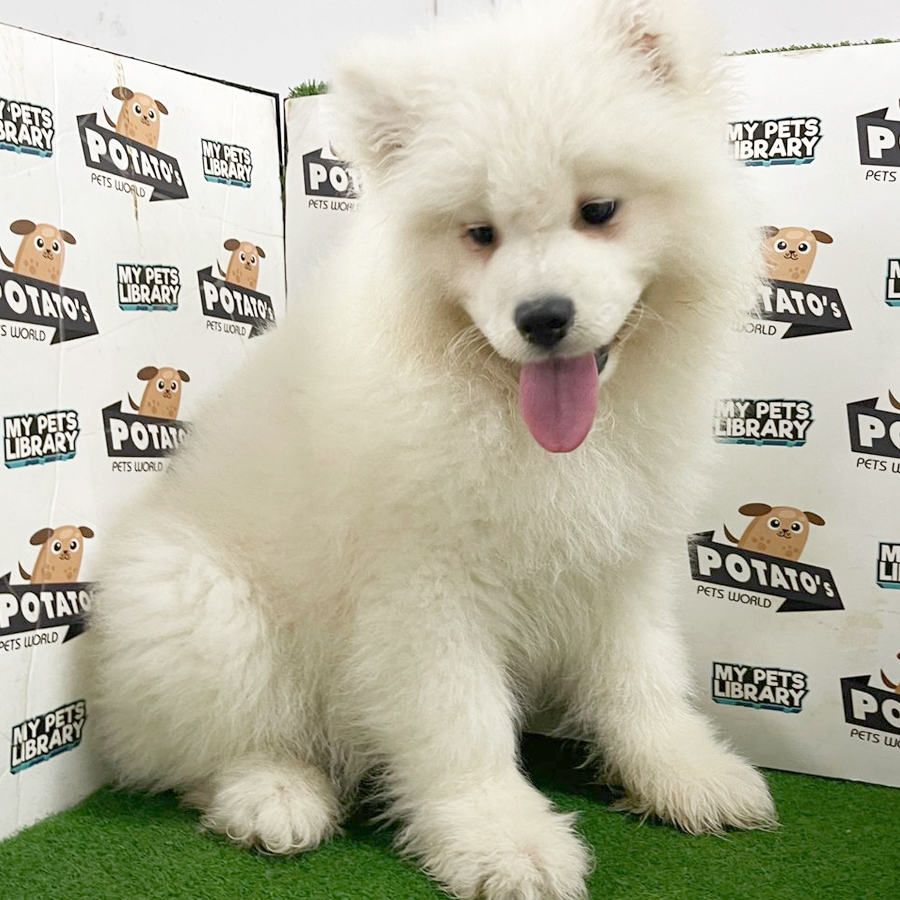 Samoyed Puppy (Male) For Sale