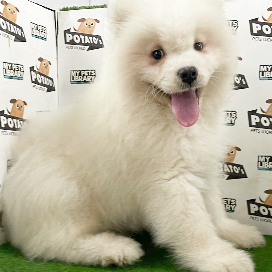Samoyed Puppy (Male) For Sale