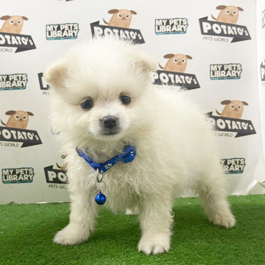 Pomeranian Puppy (Male) For Sale