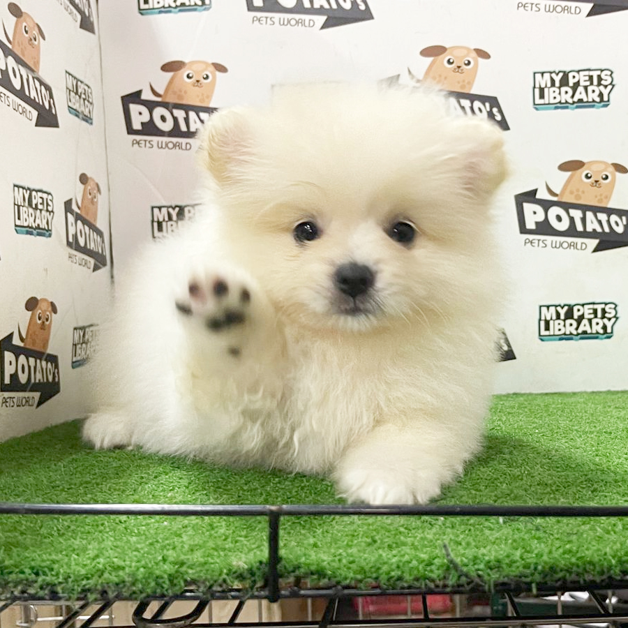 Pomeranian Puppy (Male) For Sale