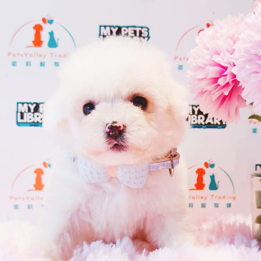 Bichon Frise Puppy (Male) For Sale