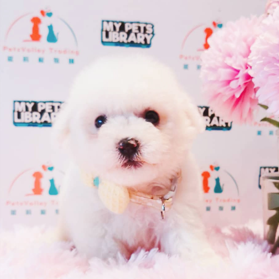 Bichon Frise Puppy (Male) For Sale