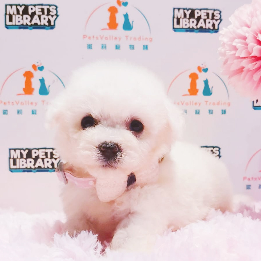 Bichon Frise Puppy (Female) For Sale