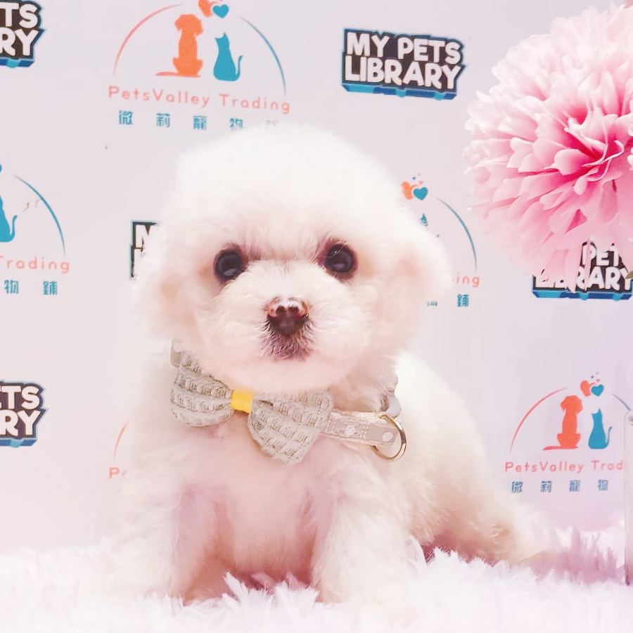 Bichon Frise Puppy (Female) For Sale