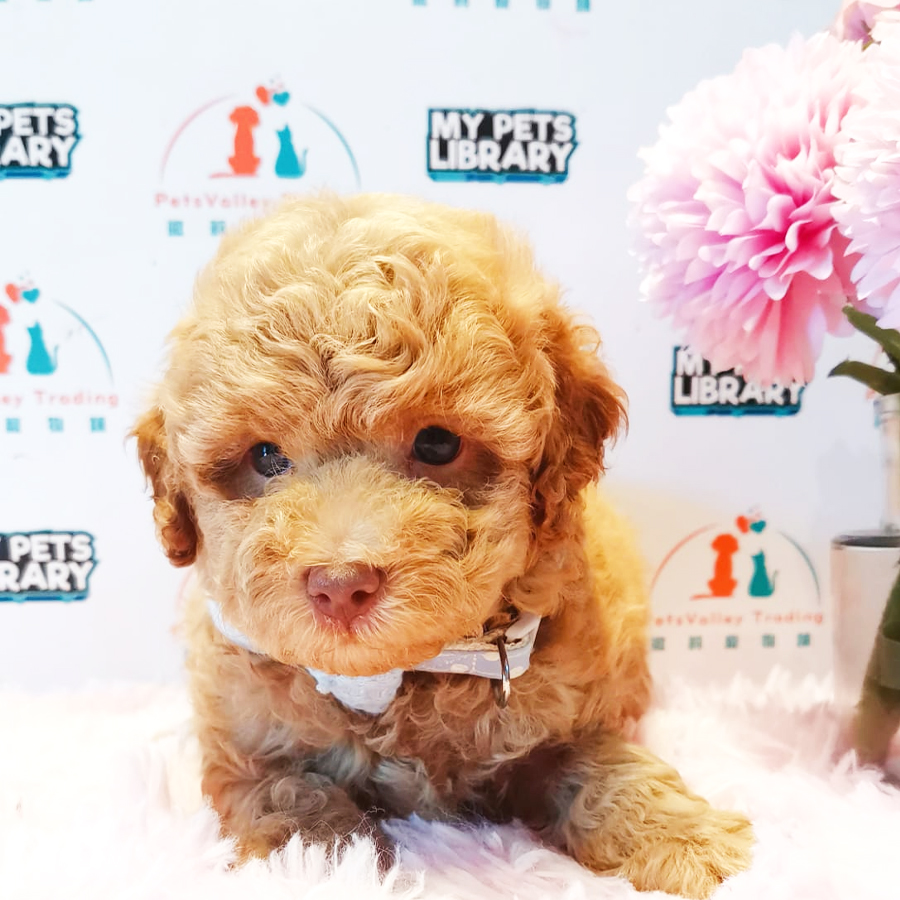 Toy Poodle Puppy (Male) For Sale