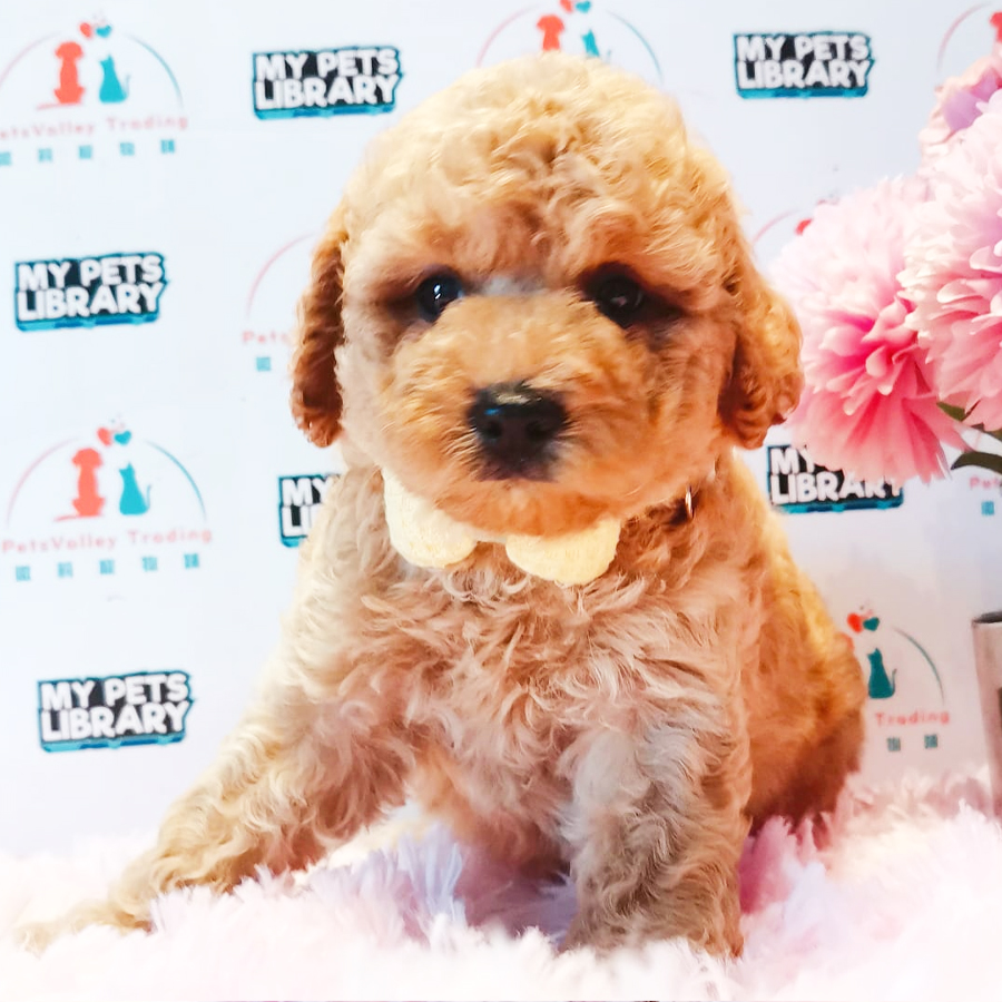 Toy Poodle Puppy (Male) For Sale