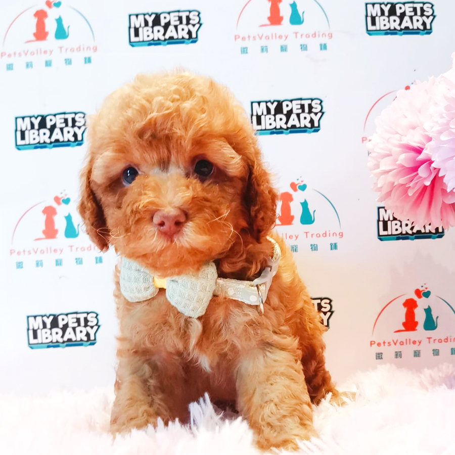 Toy Poodle Puppy (Male) For Sale