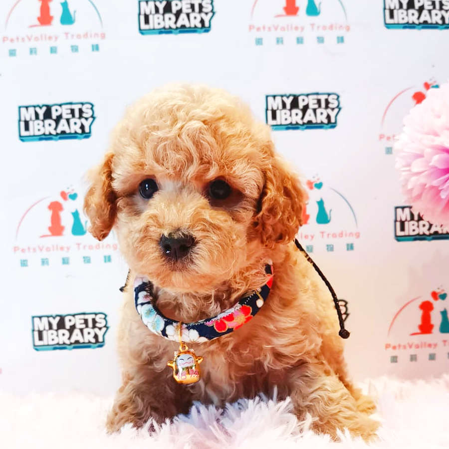 Toy Poodle Puppy (Male) For Sale