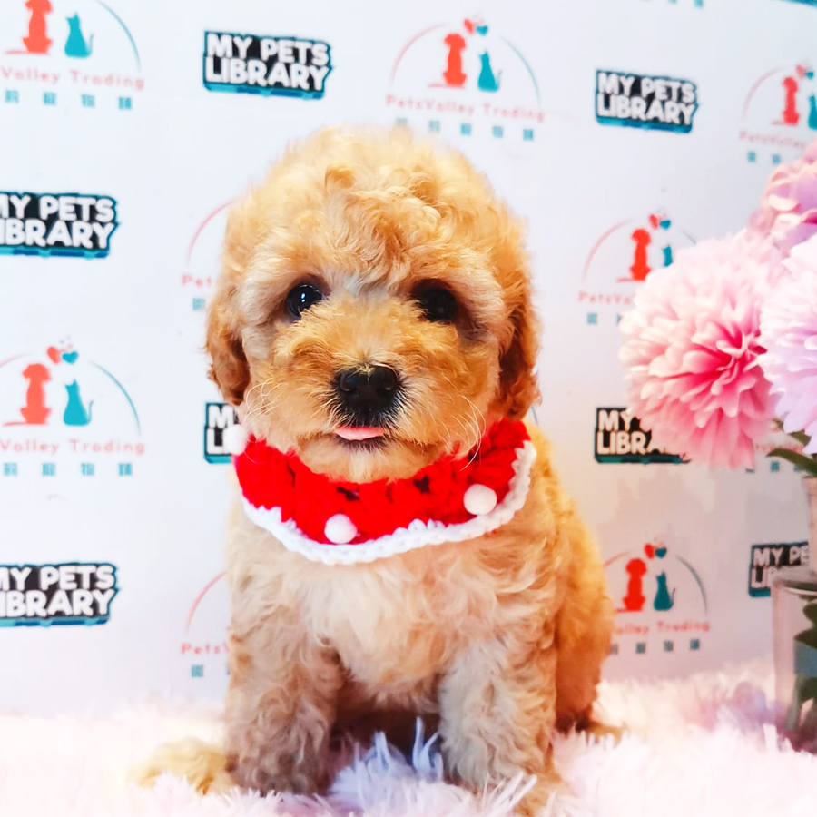 Toy Poodle Puppy (Male) For Sale