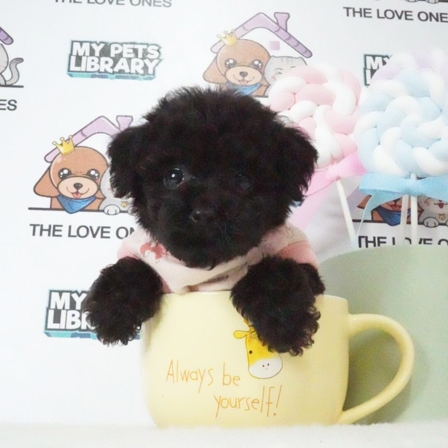 Tiny Poodle Puppy (Female) For Sale