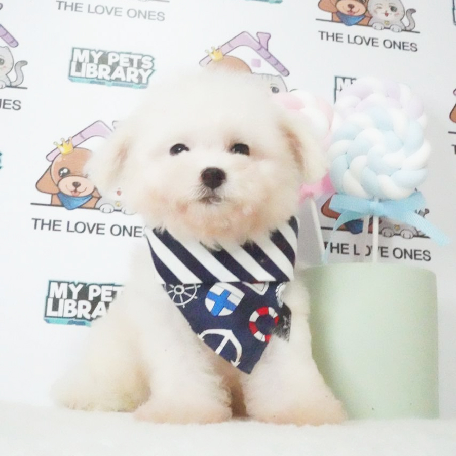 Tiny Poodle Puppy (Male) For Sale