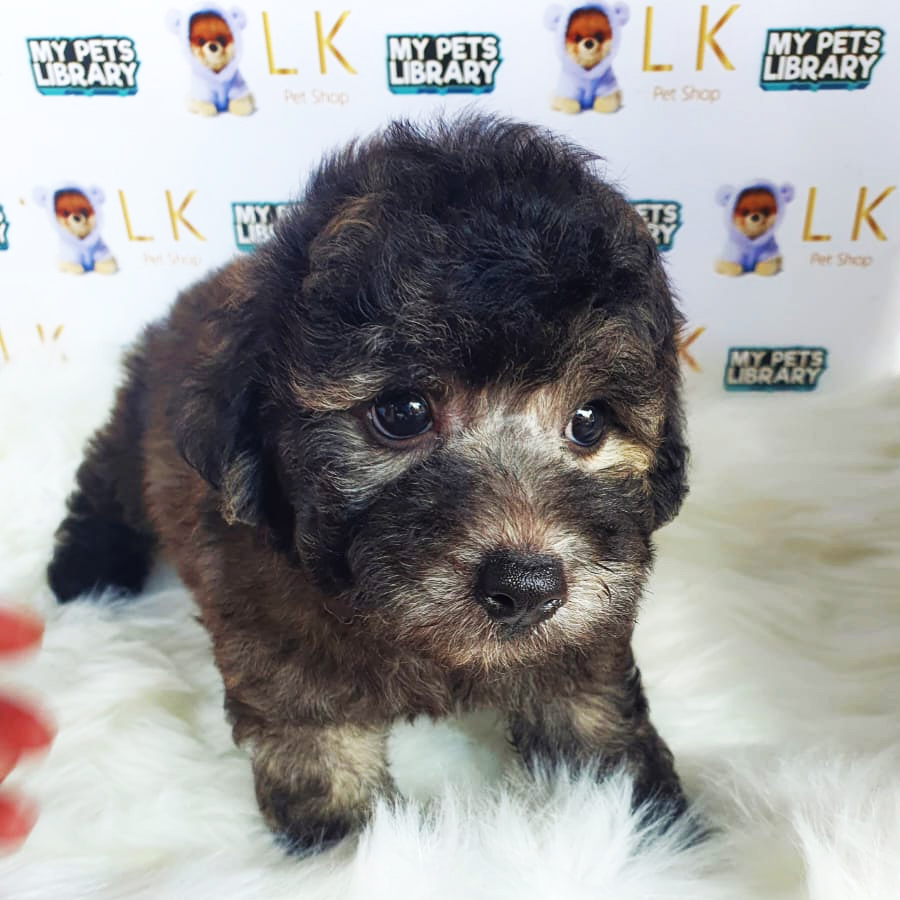 Toy Poodle Puppy (Male) For Sale
